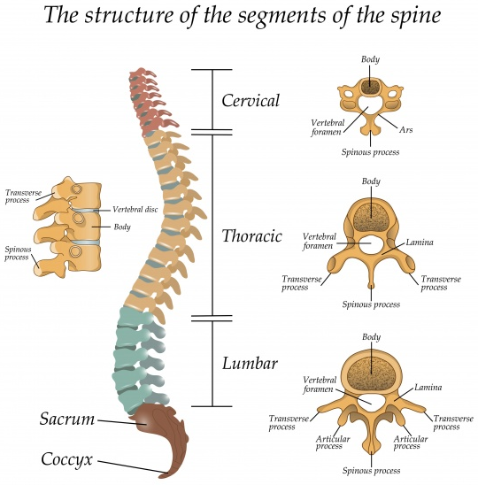 Structure of segments of the spine